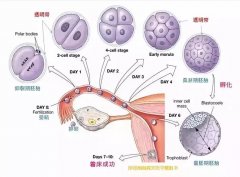 第三代试管最少要培育几个囊胚？是不是移植越多越好？